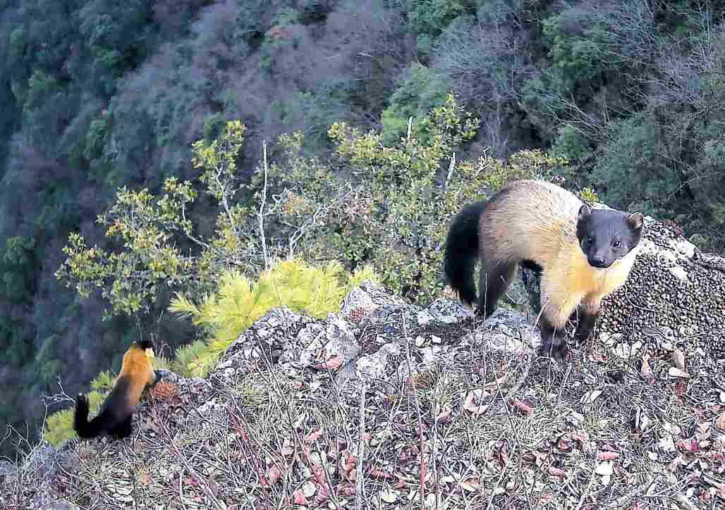 珍稀野生动物频现，见证十堰生态环境持续向好(图3)