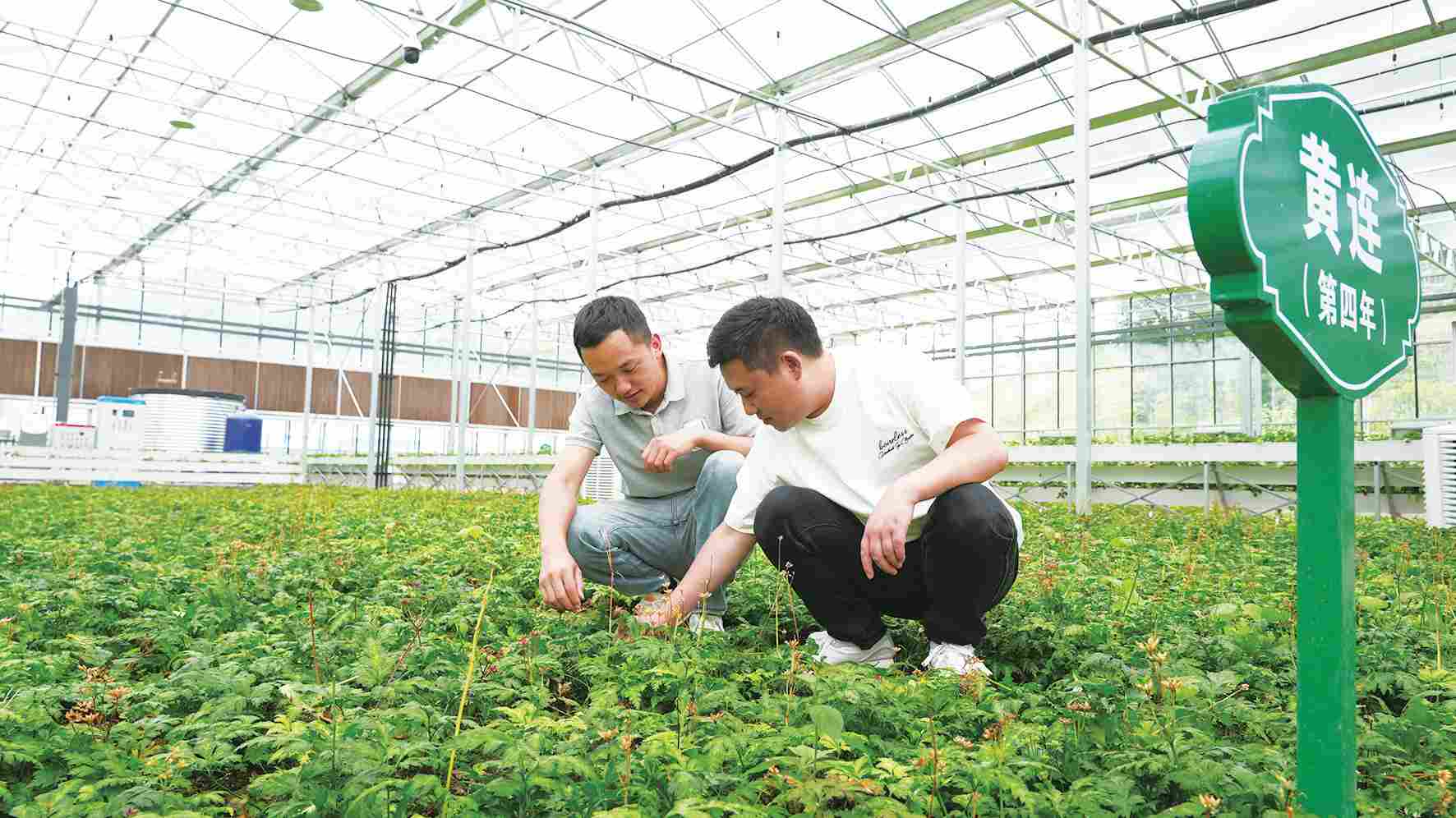 创业路上 | “95后”医学生刘勇返乡发展中药材产业 让秦巴药香飘向世界(图1)